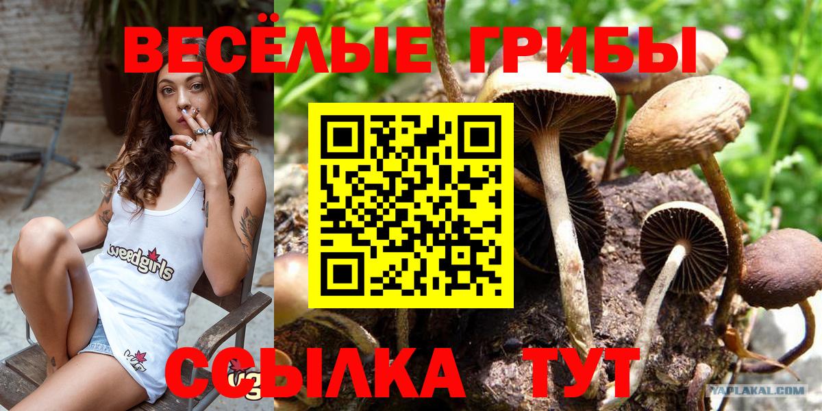 Псилоцибиновые грибы Cubensis Алапаевск